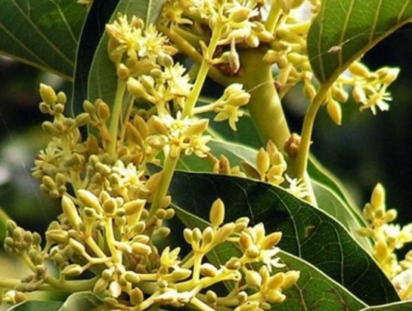 Екстракт от муира пуама — амазонско растение за мъжко здраве